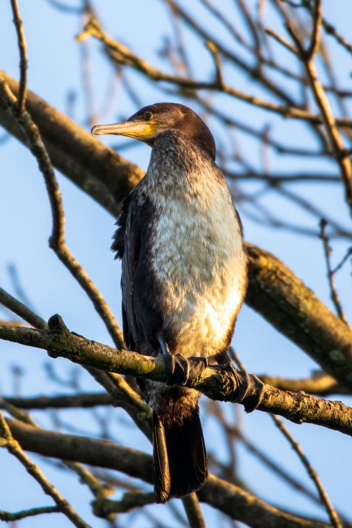 Cormorant In Tree