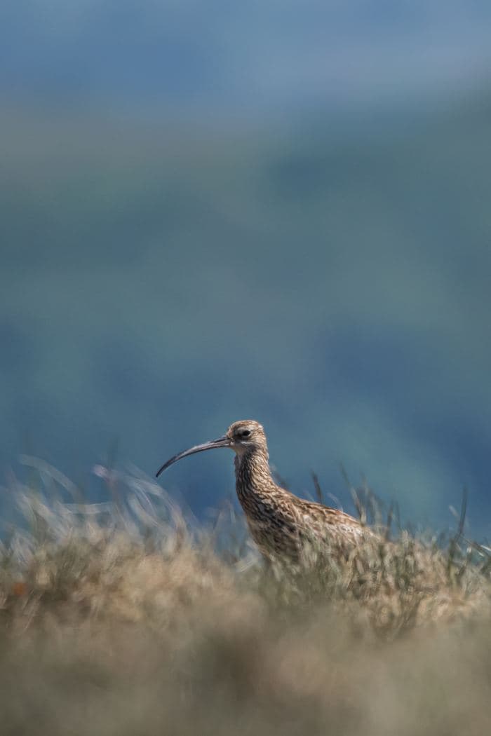 Curlew In Grass