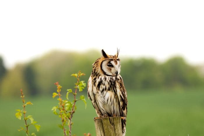 Eared Owl Close Portrait