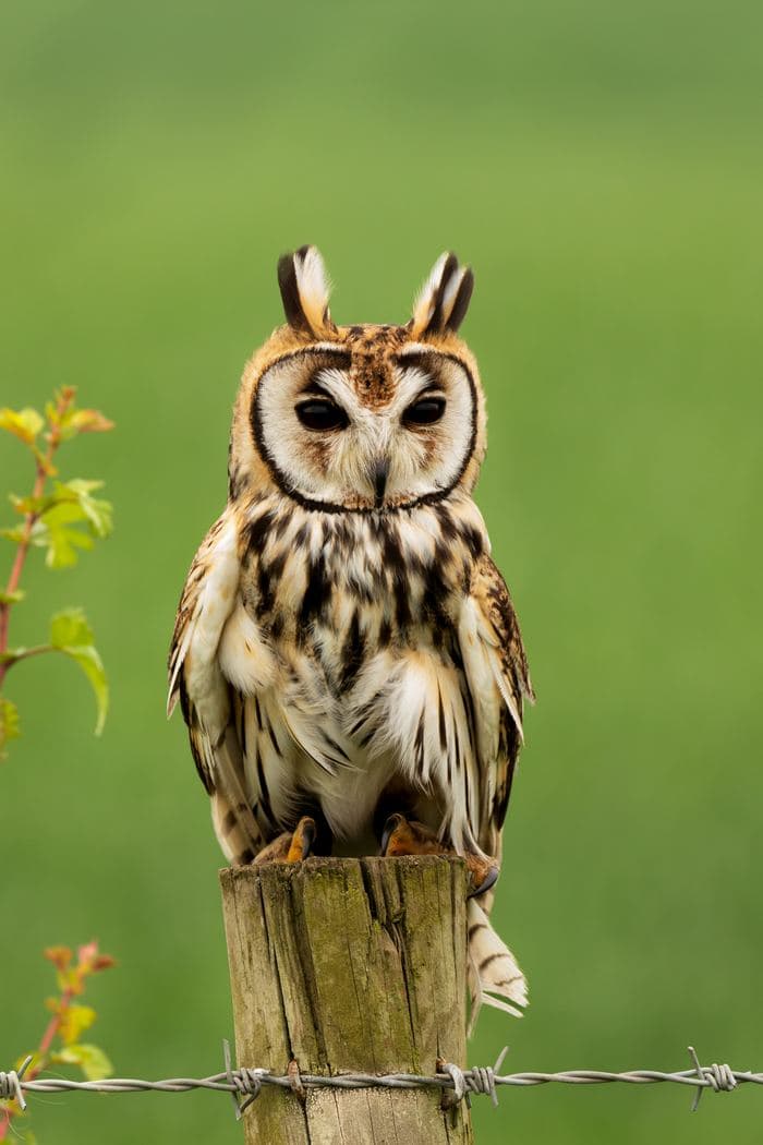 Eared Owl On Post