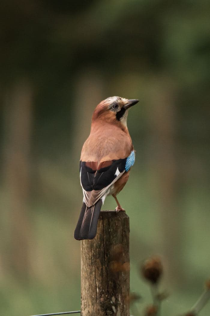 Eurasian Jay On Post