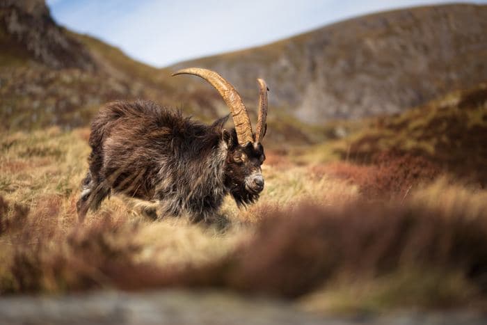 Feral Goat On Moorland