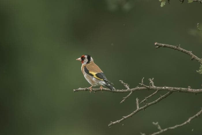 Goldfinch On Branch
