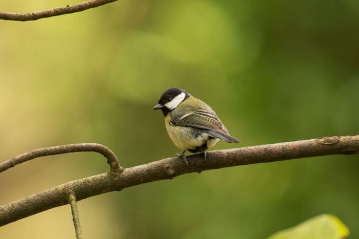 Great Tit On Branch