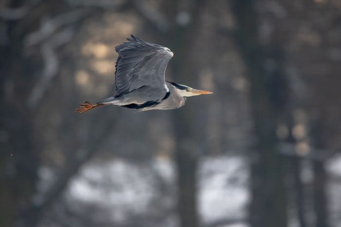 Grey Heron In Flight