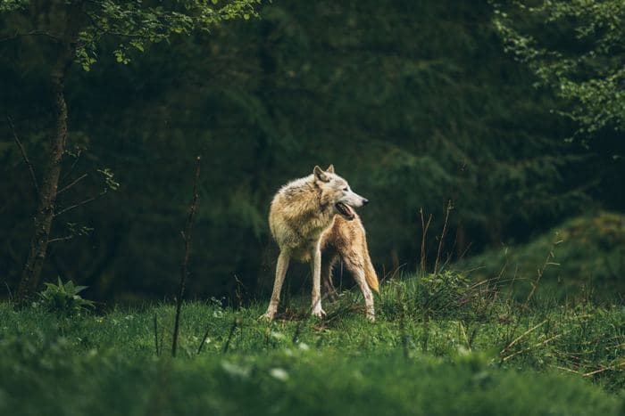 Grey Wolf In Grass