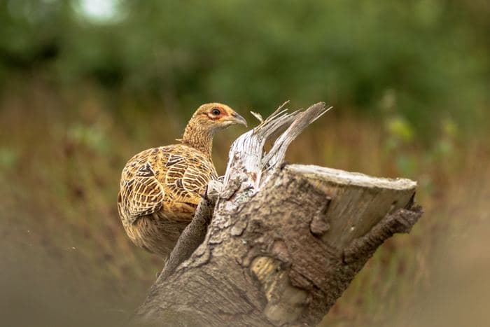 Hen Pheasant On Stump