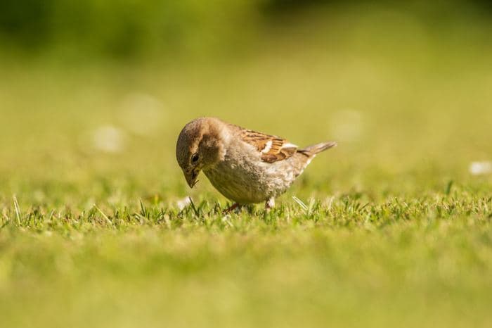 House Sparrow Female Feeding