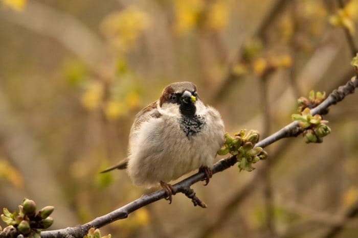 House Sparrow Male On Branch