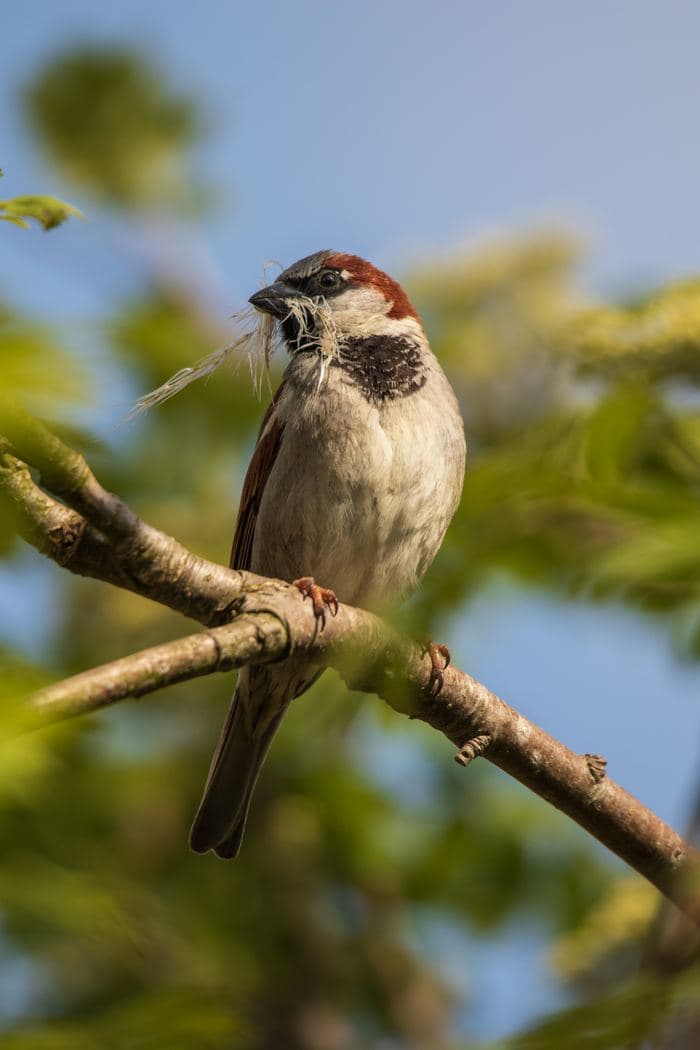 House Sparrow With Nesting Material