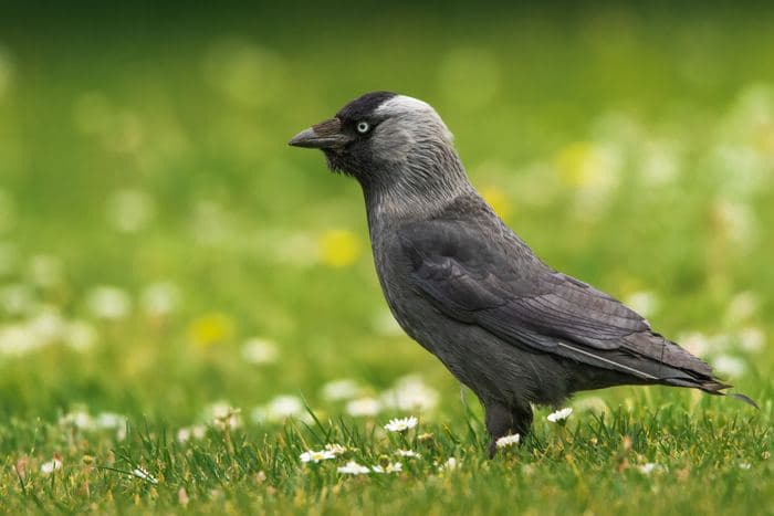 Jackdaw In Daisies