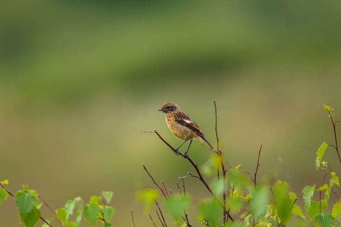 Juvenile Stonechat 02