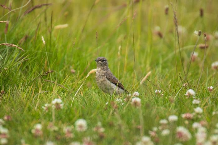 Juvenile Wheatear In Meadow