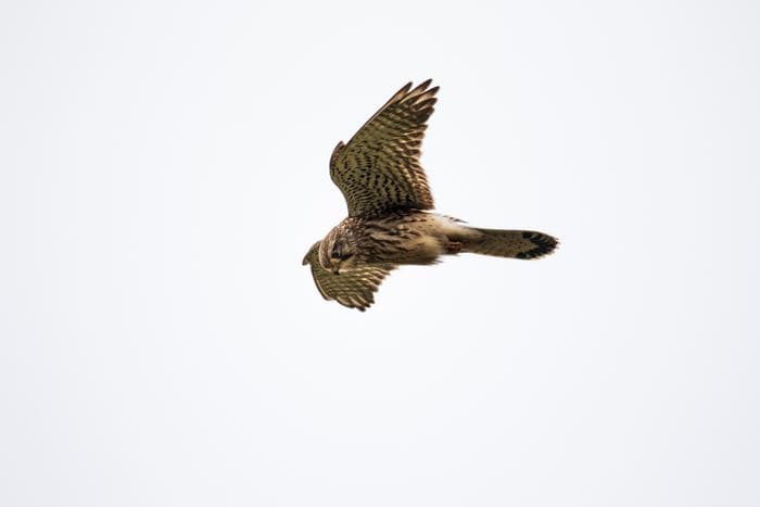 Kestrel Diving Flight