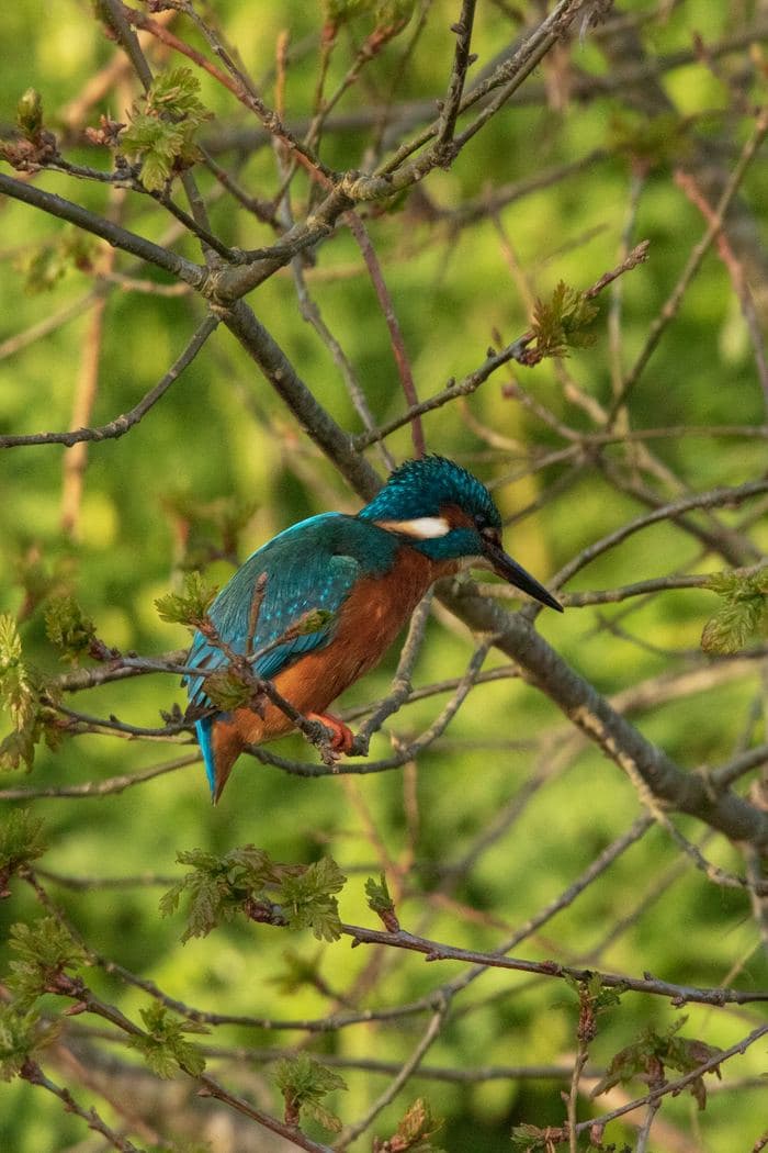 Kingfisher On Branch