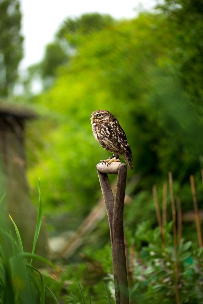 Little Owl On Fork Handle