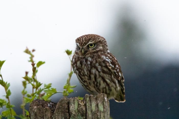 Little Owl On Post