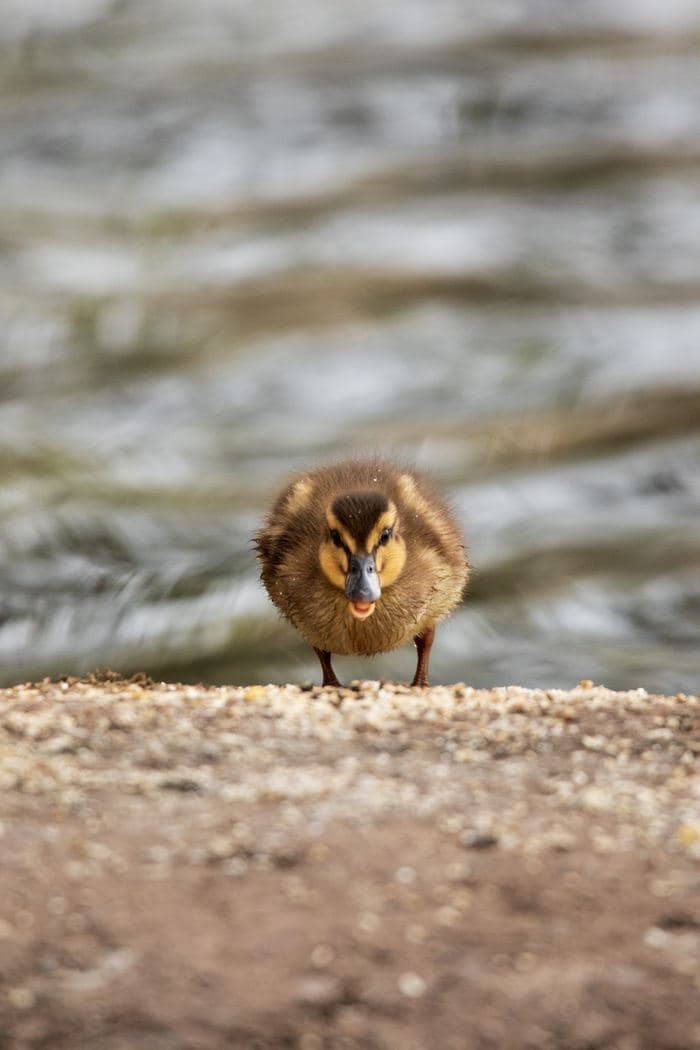 Mallard Duckling On Sand