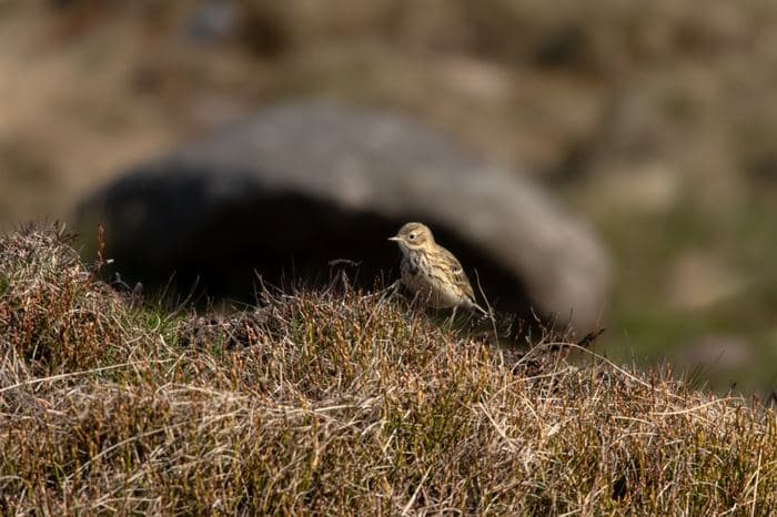 Meadow Pipit On Grass