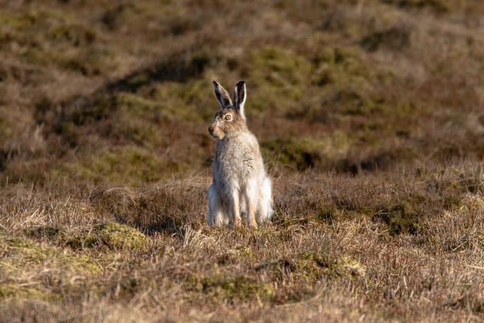 Mountain Hare Alert
