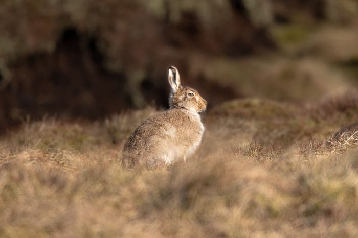Mountain Hare Sitting