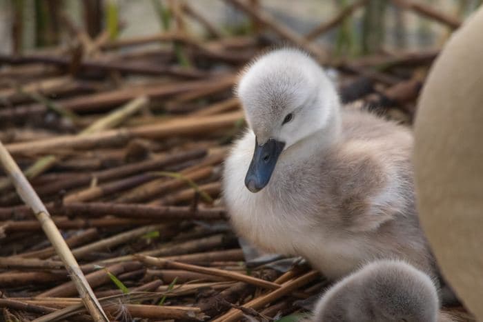 Mute Swan Cygnet On Nest