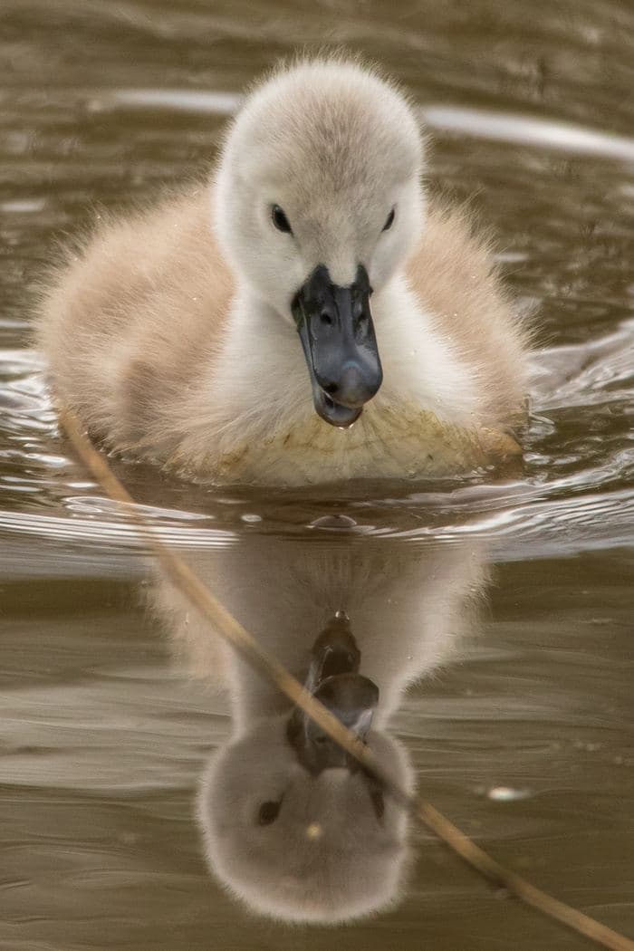 Mute Swan Cygnet Reflection