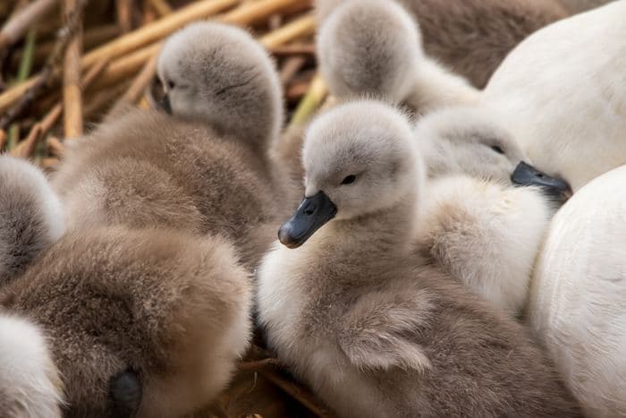 Mute Swan Cygnets Huddled