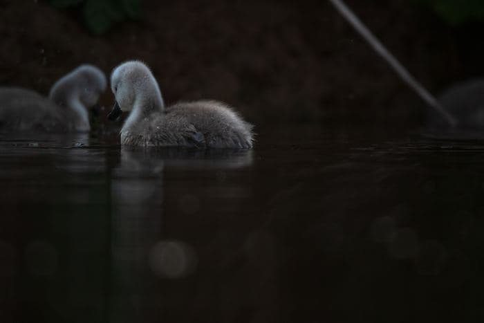 Mute Swan Cygnets Swimming