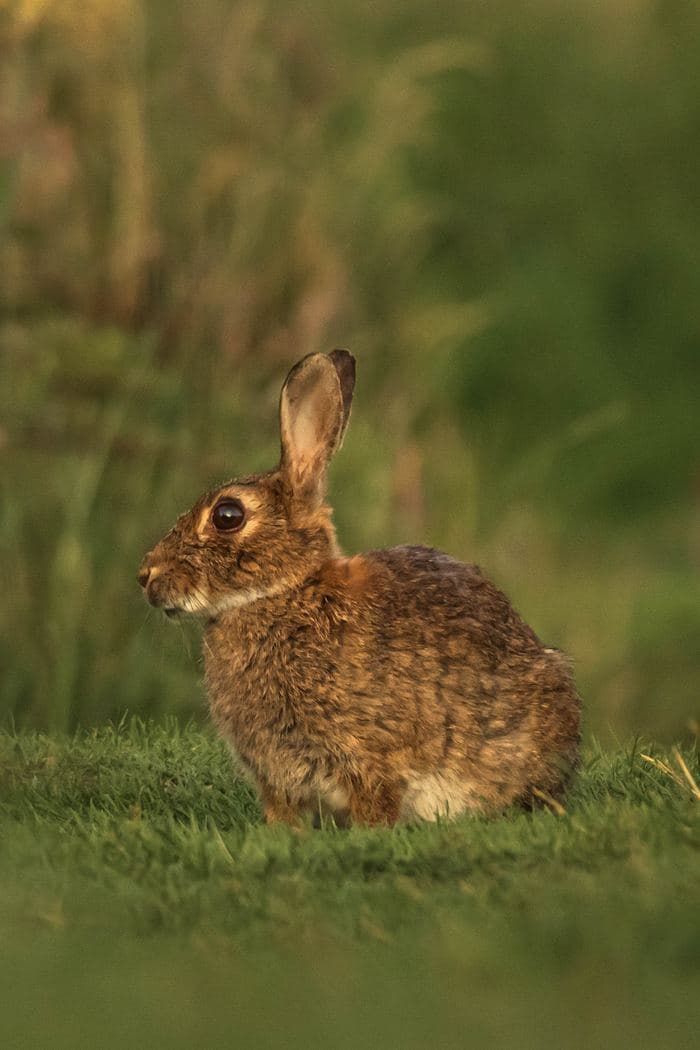 Rabbit Close Portrait