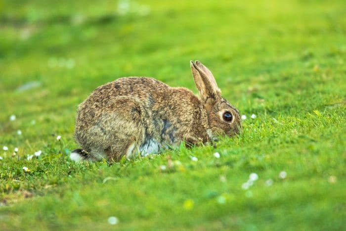 Rabbit Grazing 02