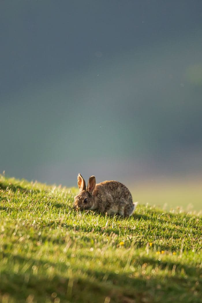 Rabbit Grazing Sunset