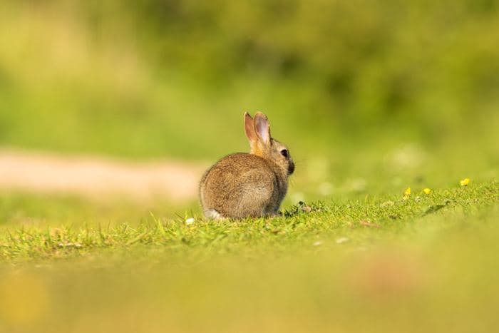 Rabbit Sitting Alert