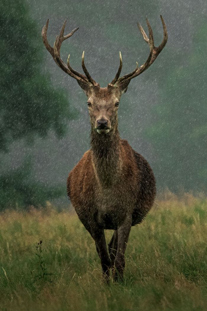 Red Deer Stag In Rain