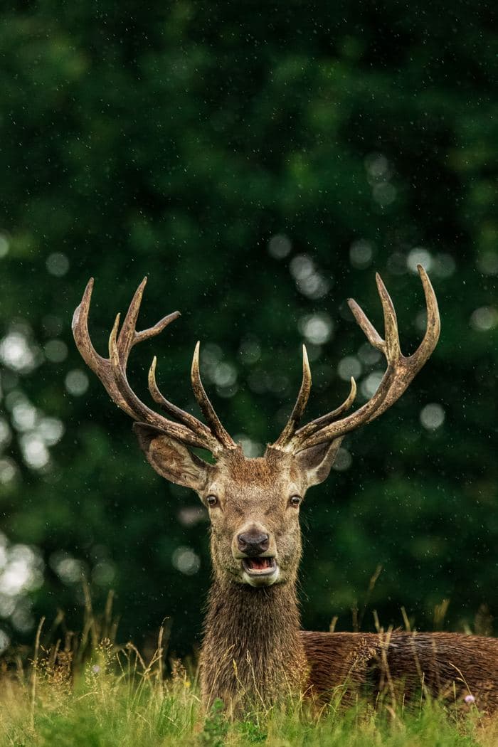 Red Deer Stag Roaring