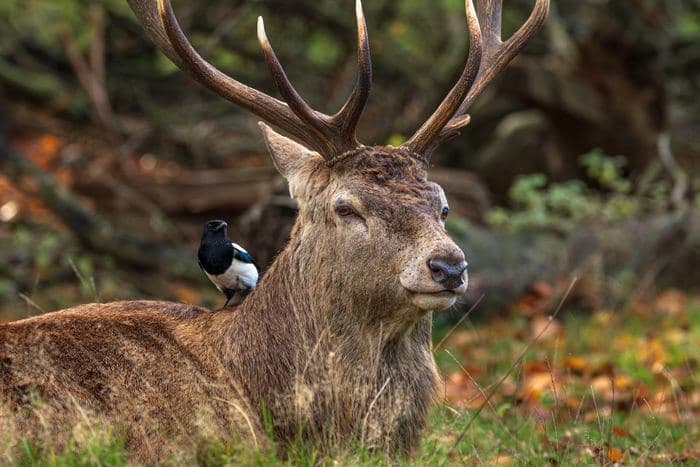 Red Deer Stag With Magpie