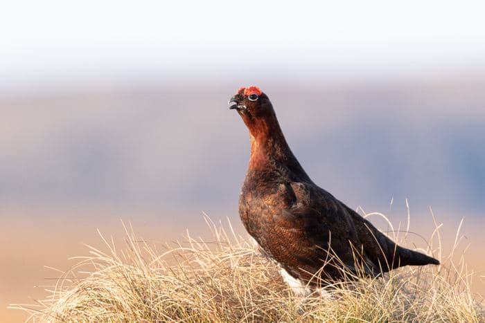 Red Grouse Calling