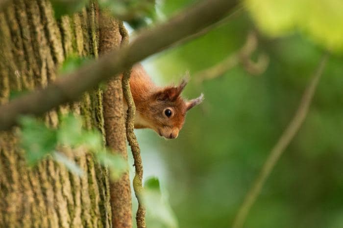 Red Squirrel Peeking