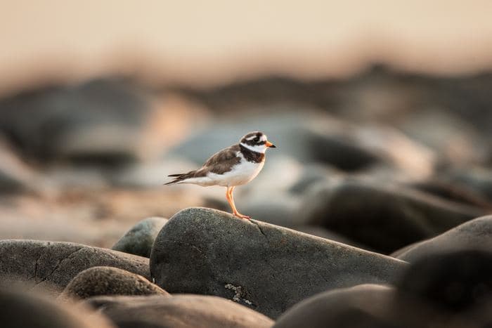 Ringed Plover At Sunset