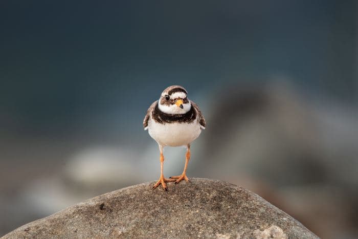 Ringed Plover Front Facing