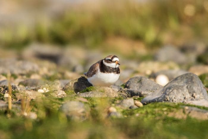 Ringed Plover On Rocks