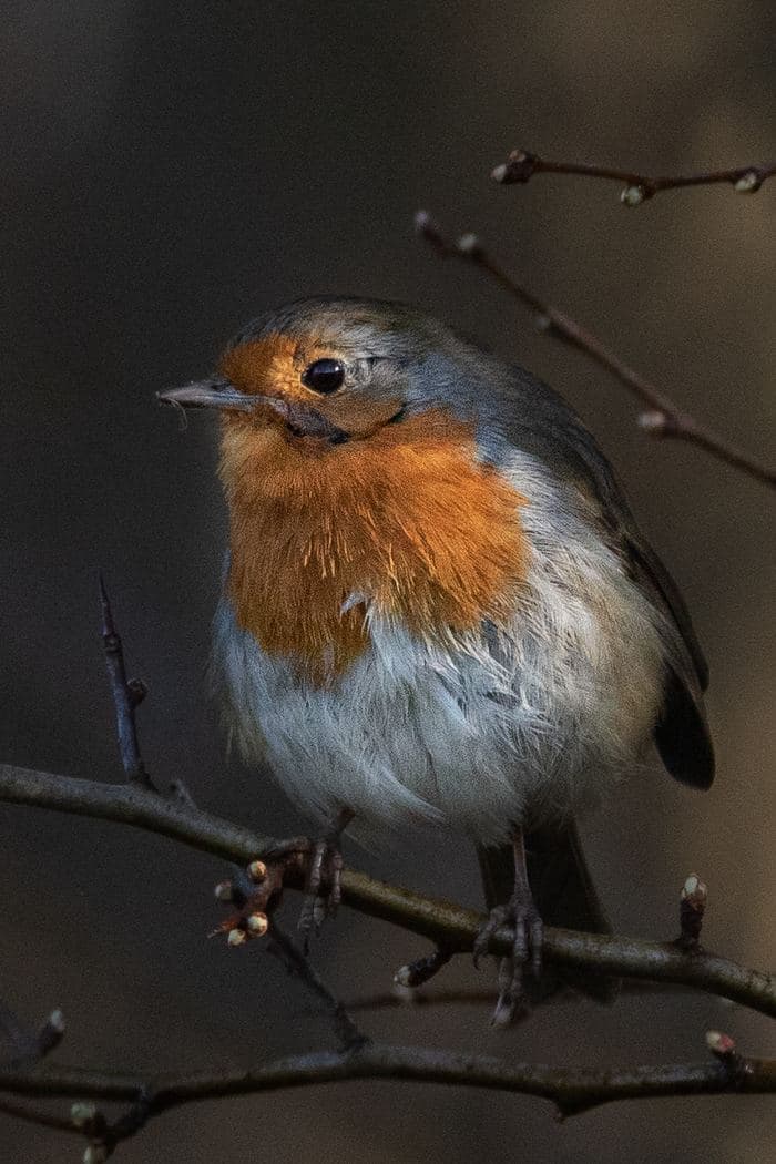 Robin Close Portrait