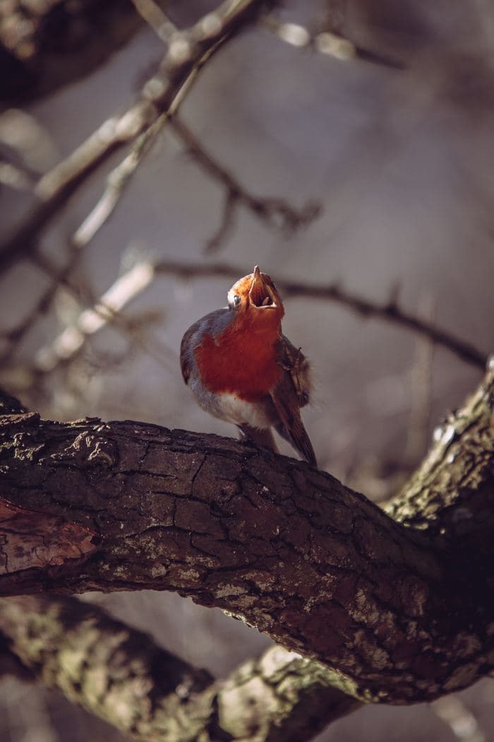 Robin Singing Close Up