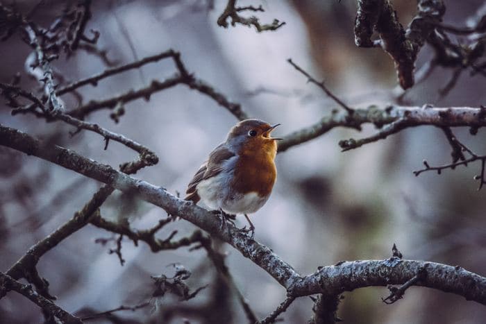 Robin Singing On Branch