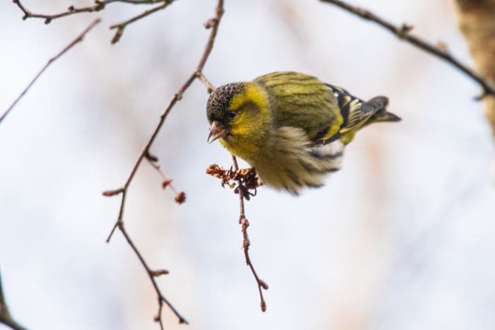 Siskin On Branch