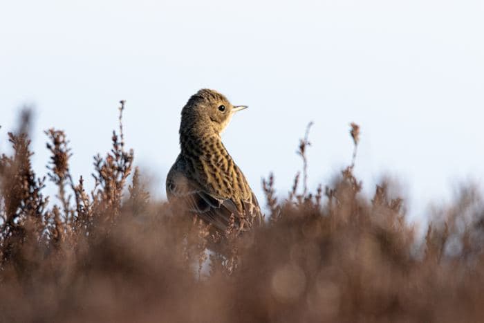 Skylark In Heather