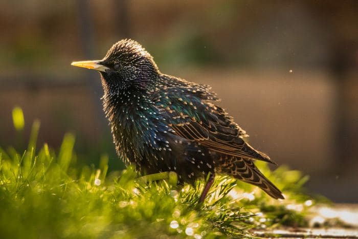 Starling Fluffed Up