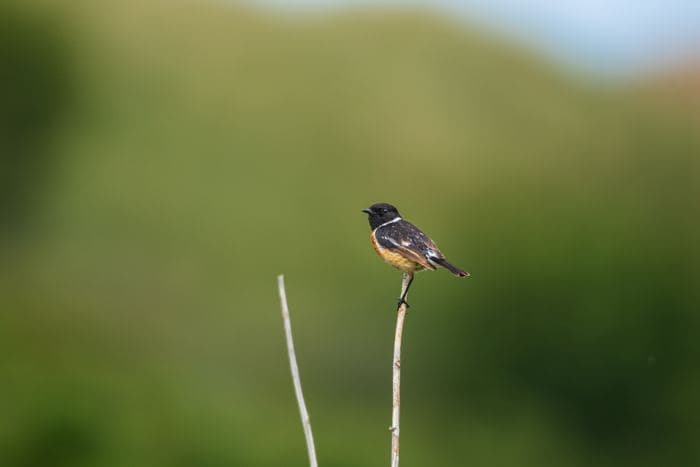 Stonechat Male On Stick