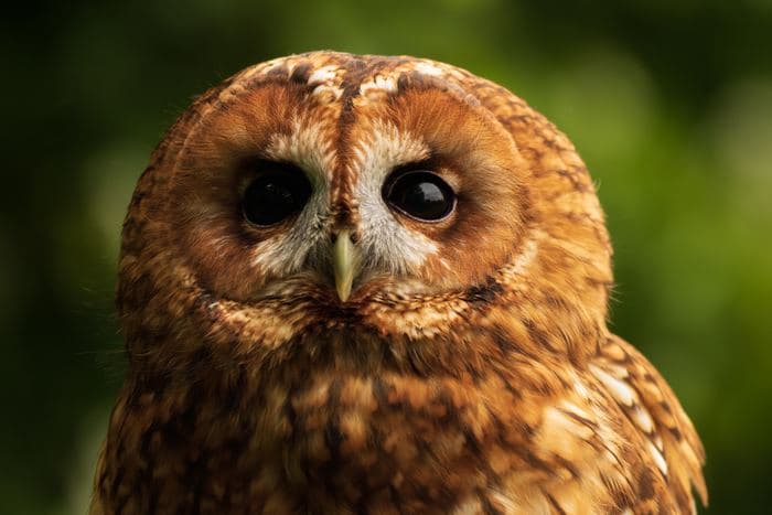 Tawny Owl Portrait