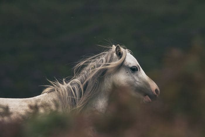 Wild Pony Portrait